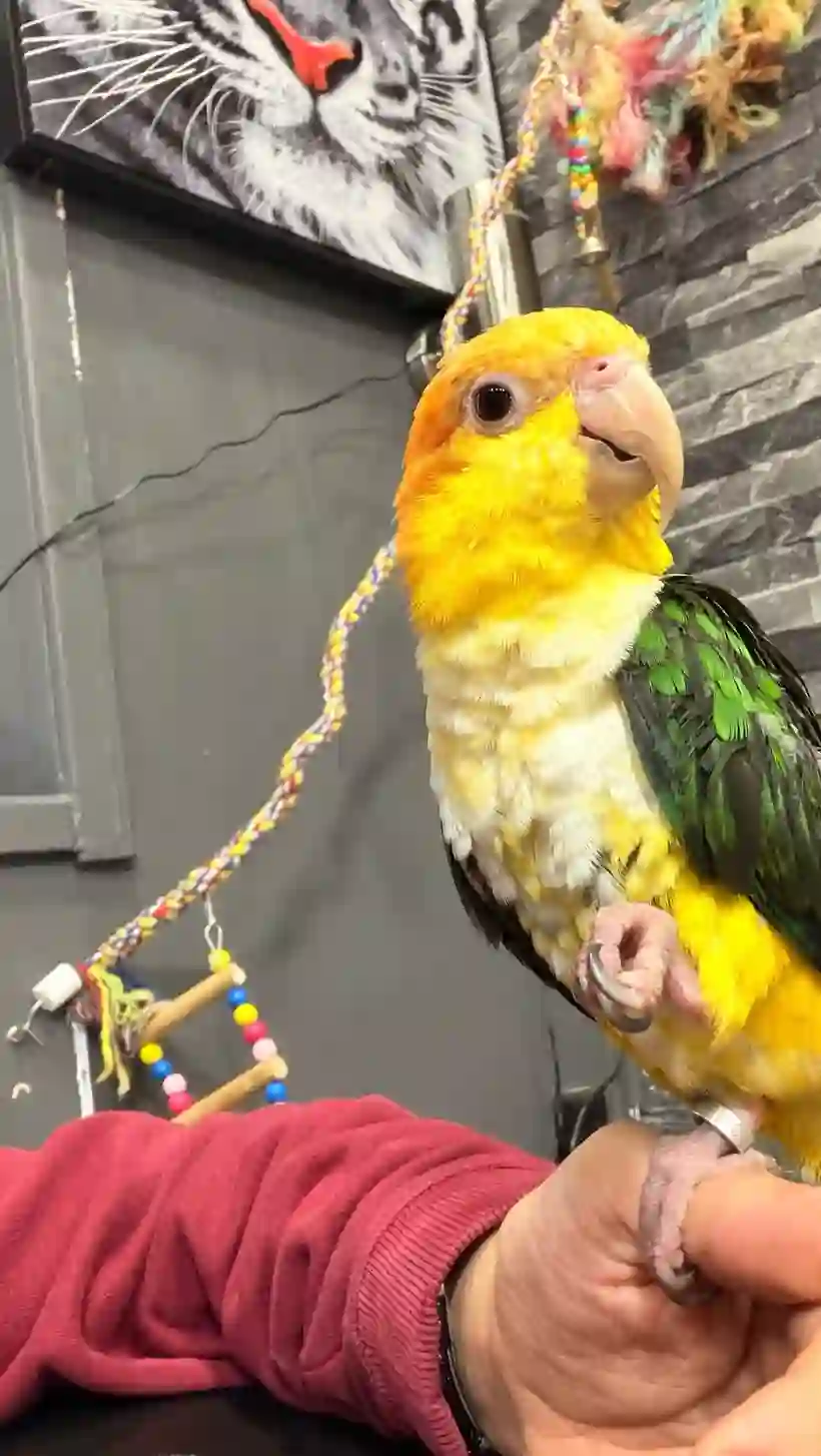 Neno the parrot, the Ace Cuts shop mascot